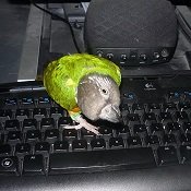 Nemo on keyboard