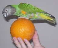 Nemo on orange